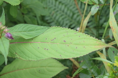Puccinia komarovii