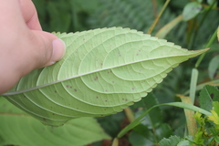 Puccinia komarovii