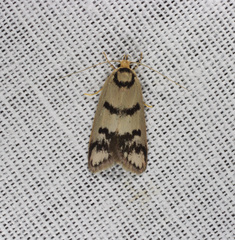 Compsotropha selenias