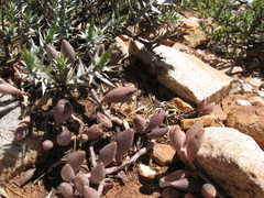 Adromischus filicaulis
