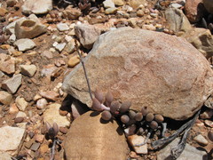 Adromischus filicaulis