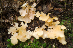 Trechispora thelephora