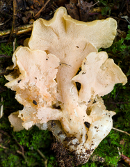 Trechispora thelephora