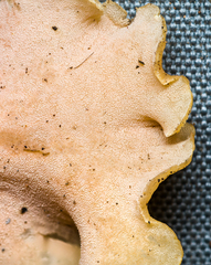 Trechispora thelephora