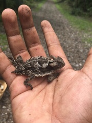 Phrynosoma taurus