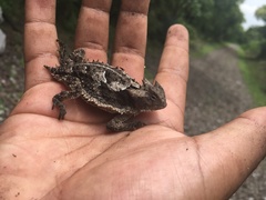 Phrynosoma taurus