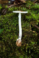 Amanita alliodora