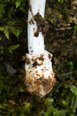 Amanita alliodora