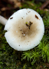 Amanita alliodora
