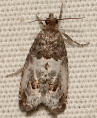 Notocelia rosaecolana