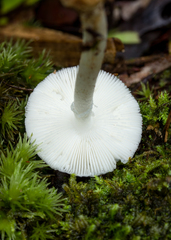 Amanita alliodora