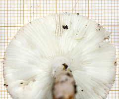 Amanita alliodora