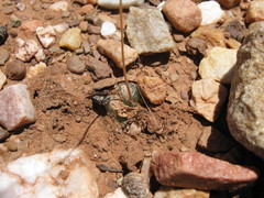 Bulbine mesembryanthemoides