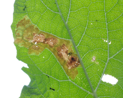 Calycomyza flavinotum