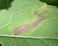 Calycomyza flavinotum