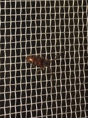 Eupogonius tomentosus