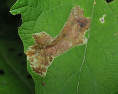 Calycomyza flavinotum