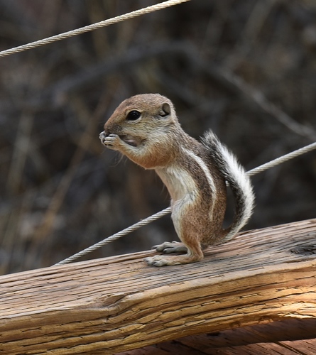 White-tailed Antelope Squirrel