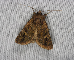 Ectopatria subrufescens