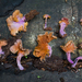 多舌菌屬 - Photo 由 Danny Newman 所上傳的 (c) Danny Newman，保留部份權利CC BY-NC-SA