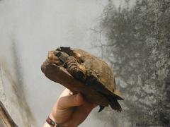 Terrapene carolina yucatana