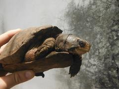 Terrapene carolina yucatana