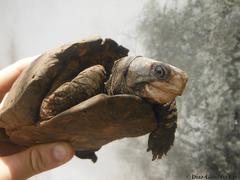 Terrapene carolina yucatana