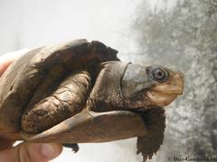 Terrapene carolina yucatana