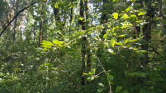 Viburnum ellipticum