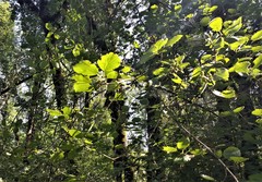 Viburnum ellipticum