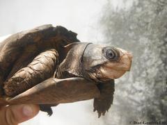 Terrapene carolina yucatana
