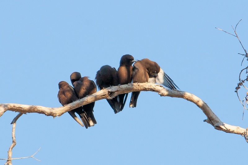 Little Woodswallow illustration