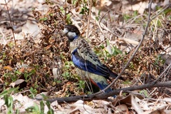 Platycercus venustus