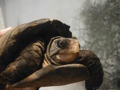 Terrapene carolina yucatana