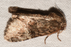 Phosphila turbulenta