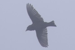 Loxia