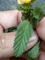 Malvastrum coromandelianum