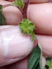 Malvastrum coromandelianum