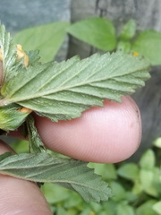 Malvastrum coromandelianum