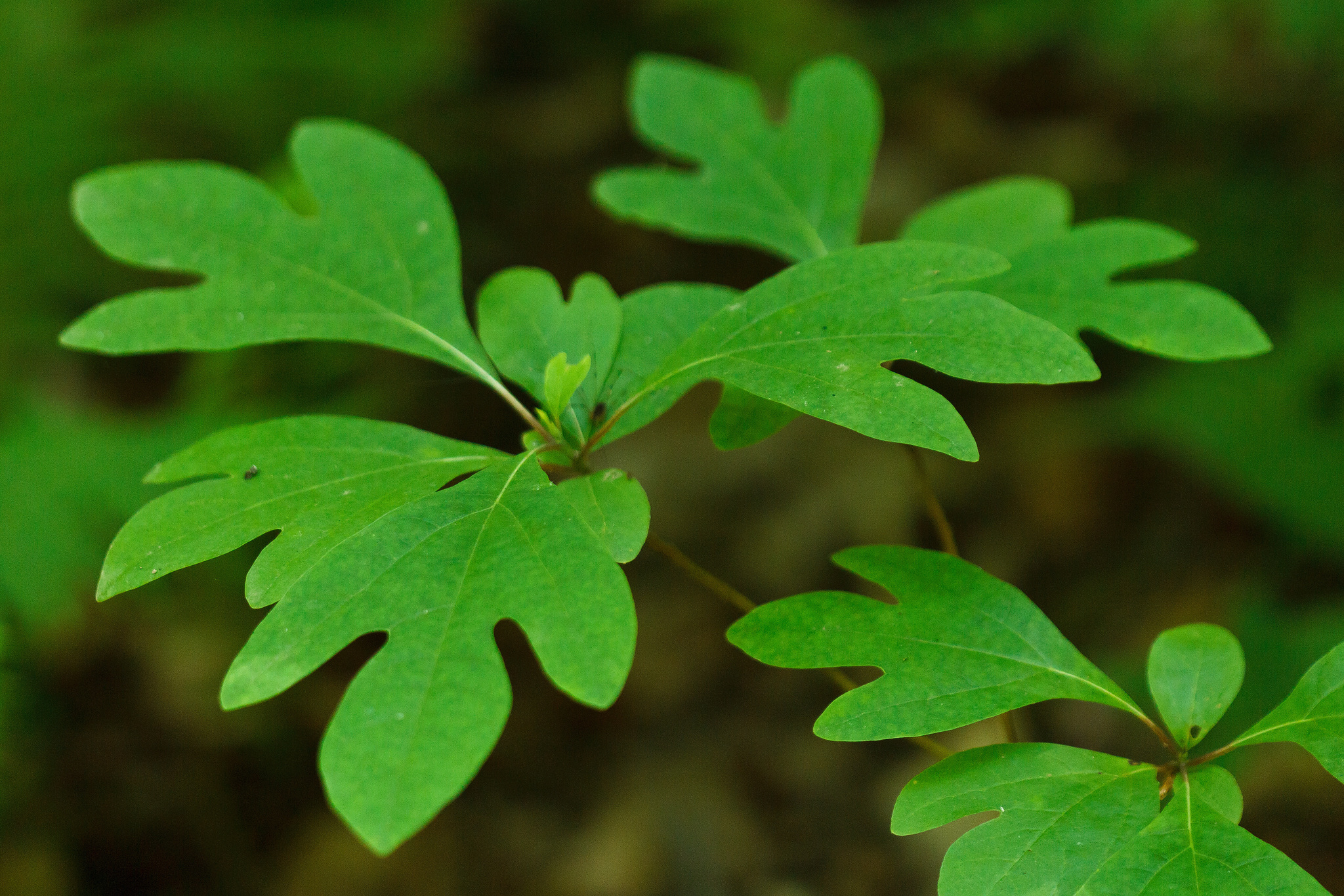sassafras (Sassafras albidum) · iNaturalist