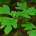 Sassafras - Photo (c) Tom Potterfield, some rights reserved (CC BY-NC-SA)