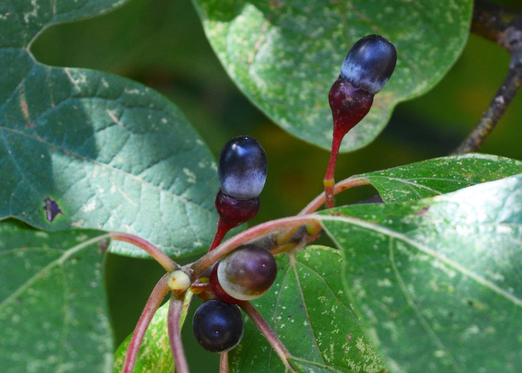 sassafras (Sassafras albidum) · iNaturalist
