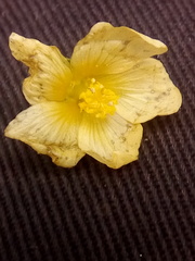 Malvastrum coromandelianum