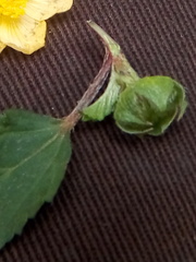 Malvastrum coromandelianum