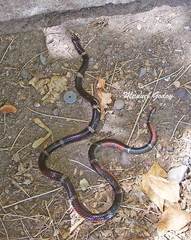 Micrurus pyrrhocryptus