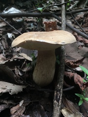 Boletus quercophilus