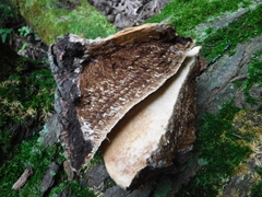 Phellinus everhartii