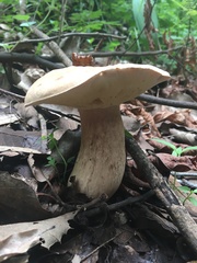 Boletus quercophilus