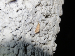 Microtheoris