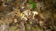 Clitocella popinalis